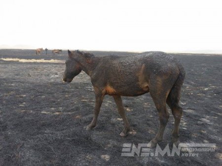 Булган аймгийн Баяннуур суманд 52 тооны адуу амьдаараа шатжээ /фото+видео/