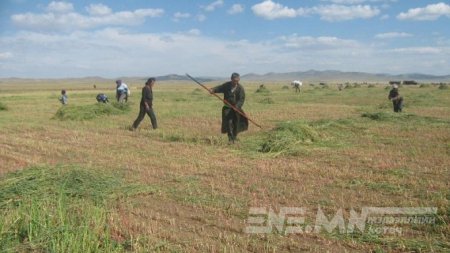 Таван аймаг Дорнодоос хадлангаа бэлтгэж байна