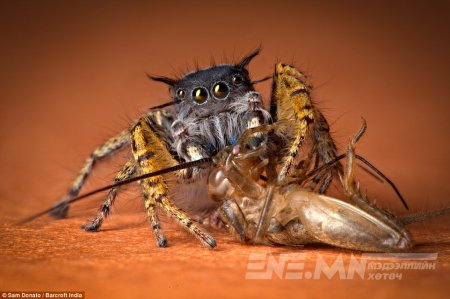 Аалз хэрхэн хооллодог вэ Аалз хэрхэн хооллодог вэ