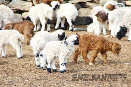 Төл малд бруцеллёзын вакцин хийнэ