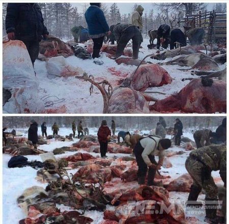 Годонгоос болж амьтад үхсээр л...