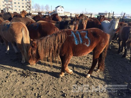 Адууг амьдаар нь экспортлохыг түр хугацаагаар хоригложээ