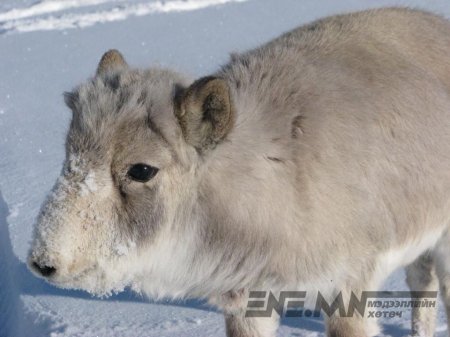 Иргэд монгол бөхөн хамгааллын ажлыг дэмжиж байна