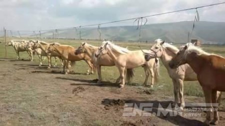 Морийг уяхаасаа тавих нь чухал