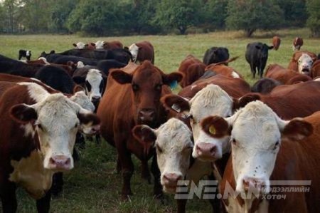 300 жилийн дараа дэлхий дээр үхэрнээс том амьтан үлдэхгүй гэнэ