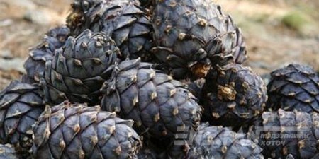 Нэг кг самрыг түүхэд 500 төгрөг, бусад жимс жимсгэнийг түүхэд 300 төгрөг төлөх ёстой