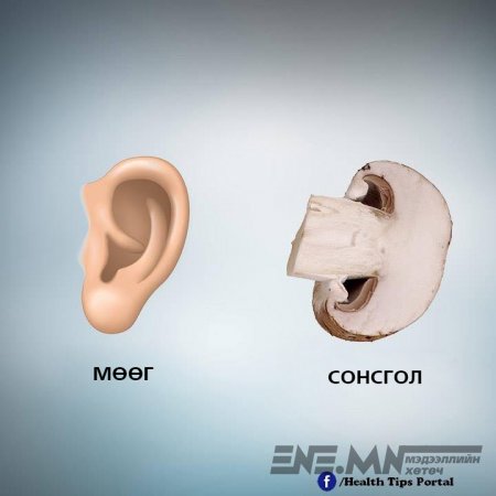 Хүний биеийн эрхтэнтэй ижил төстэй хүнс ногоо эрүүл мэндэд сайнаар нөлөөлдөг