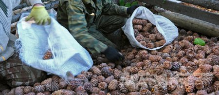 Улаанбаатарын ногоон бүсээс энэ онд самар түүхийг хоригложээ