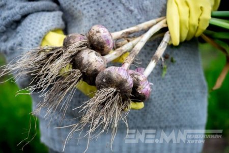 Хятадын шоронгоос хэрэглэгчдэд хүрдэг САРМИС