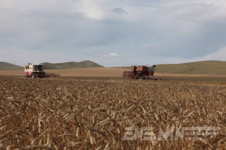 Цаг агаараас шалтгаалж ургац хураалт хойшилж болзошгүй