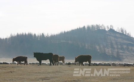 Отрын бүс нутгуудын бэлчээрийн даац өмнөх оноос 43 хувиар нэмэгджээ