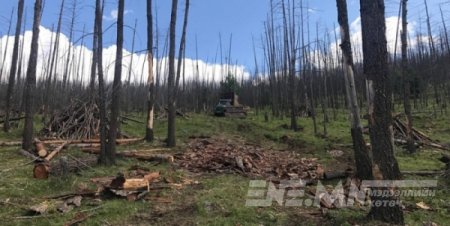 Богдхан ууланд ойн цэвэрлэгээ хийгдэж байна