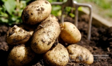 Монгол Улс улаанбуудай болон төмснийхөө дотоодын хэрэгцээг 100 хувь хангана