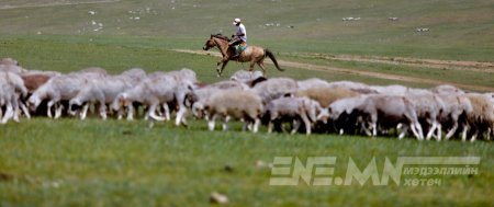 15.1 сая толгой малыг эдийн засгийн эргэлтэд оруулахаар төлөвлөжээ