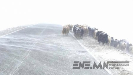 Зудын эрсдлийн үнэлгээ