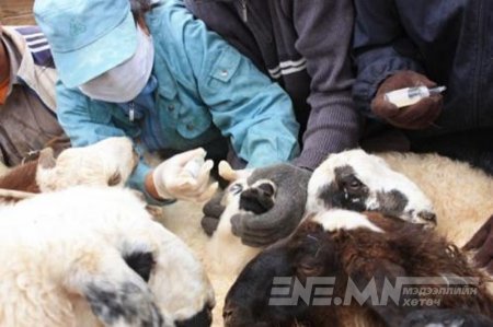 Хонь ямааны цэцэг өвчнөөс урьдчилан сэргийлэх сэрэмжлүүлэг