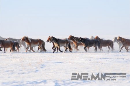 Иргэдэд тэрбум орчим төгрөгийн хохирол учрахаас хилчид хамгаалжээ