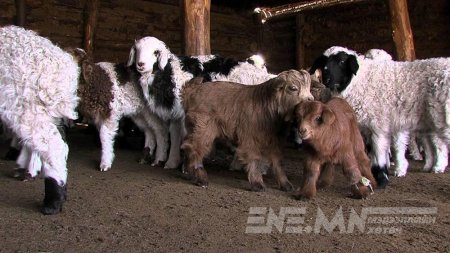 Мал төллөлт 96.6 хувьтай байна