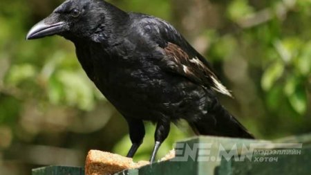 Хэрээний ухаан 7 настай хүүхдийнхтэй тэнцэхүйц гэнэ