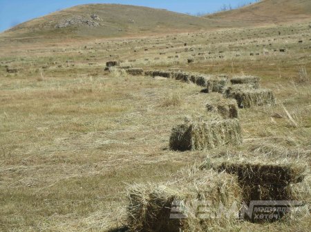 Улсын хэмжээнд 1 сая тонноос дээш хадлан бэлтгэх боломжтой гэж үзэж байна