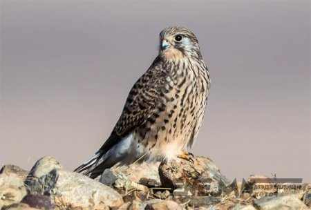 Шонхор барьж байсан Арабуудаас галт зэвсэг илэрчээ