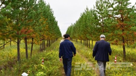 Солонгосчууд Тужийн нарсад 15 жилийн турш 10 сая гаруй нарс мод суулгажээ