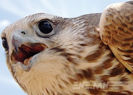 Араб иргэдтэй хуйвалдсан бүлэг шонхорын наймаачдад шүүхээс ял оноолоо