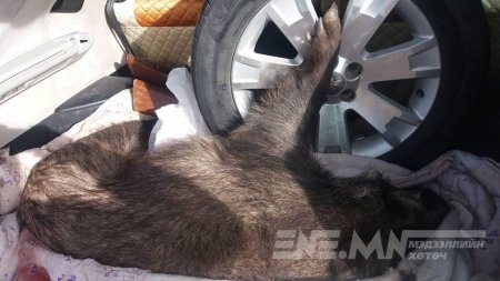 Улсын хэмжээнд эрэн сурвалжлагдаж байсан хоёр оргодол этгээдийг баривчилжээ