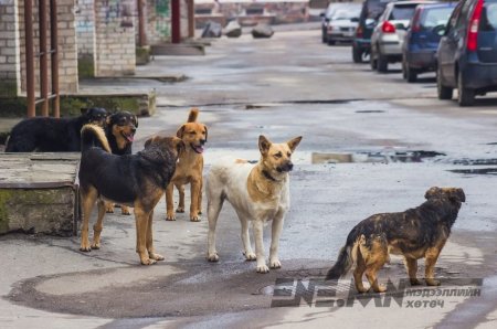Золбин нохдоос халдварт өвчин дэгдэх эрсдэлтэй
