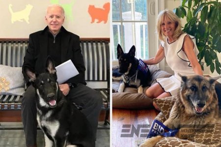 Байдены нохой гудамжнаас Цагаан ордонд залрах анхны нохой болно