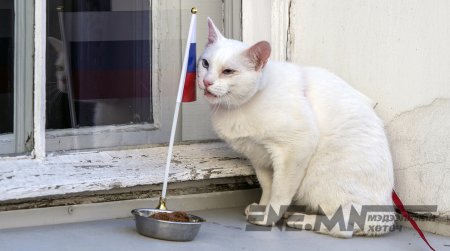 Зөнч муур Ахилл алдлаа