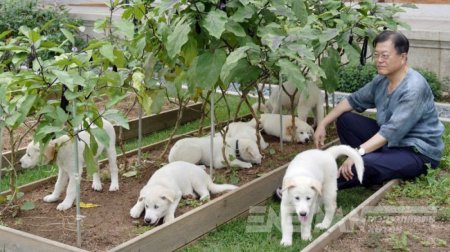 Өмнөд Солонгосын Ерөнхийлөгч нохойн мах идэхийг хуулиар хориглох саналтай байгаагаа хэлжээ