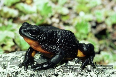 Чернобыльд цацрагийн улмаас харласан мэлхий олдов